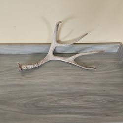 Deer Antler 