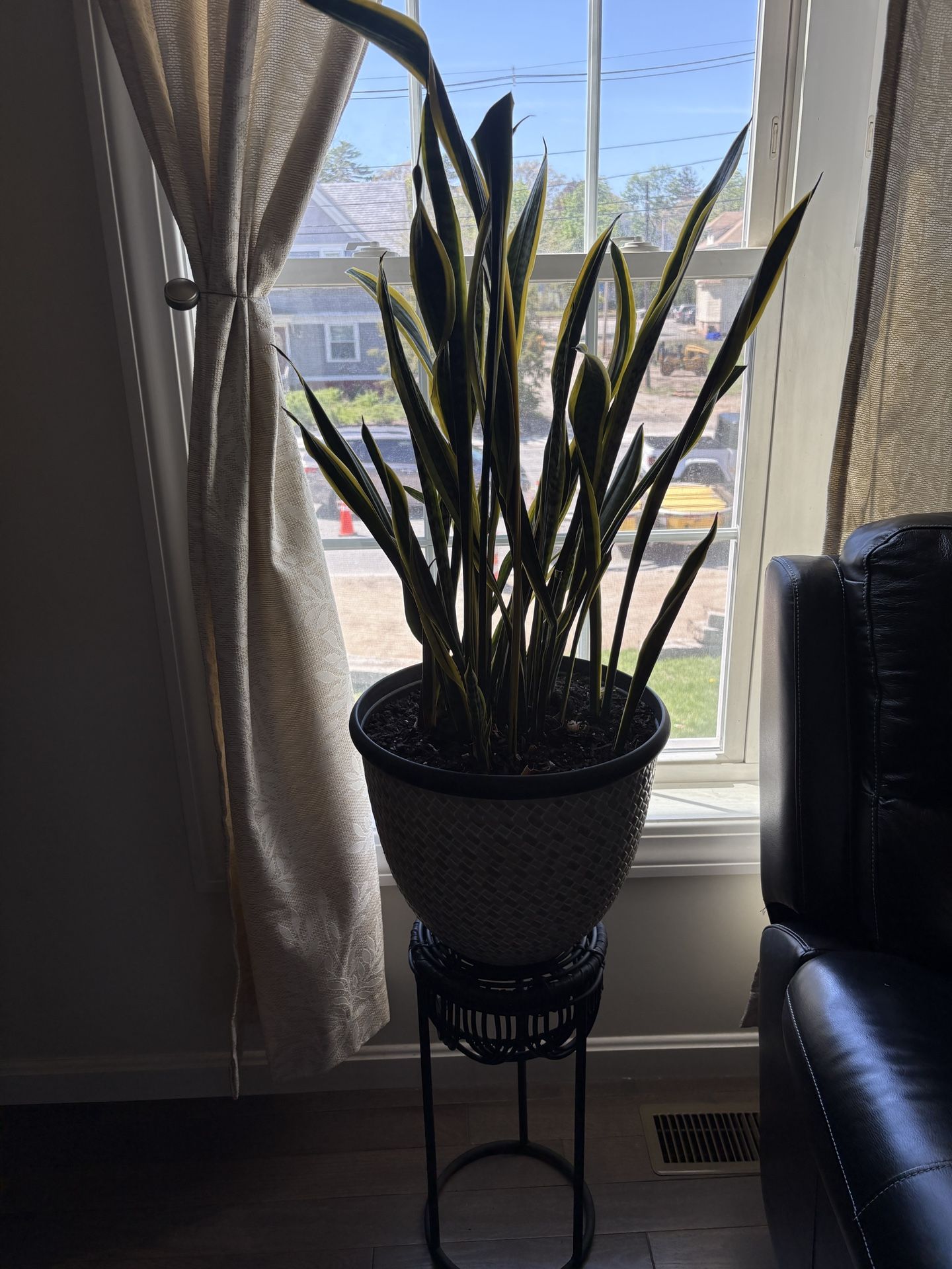 Snake Plants W/ Stand