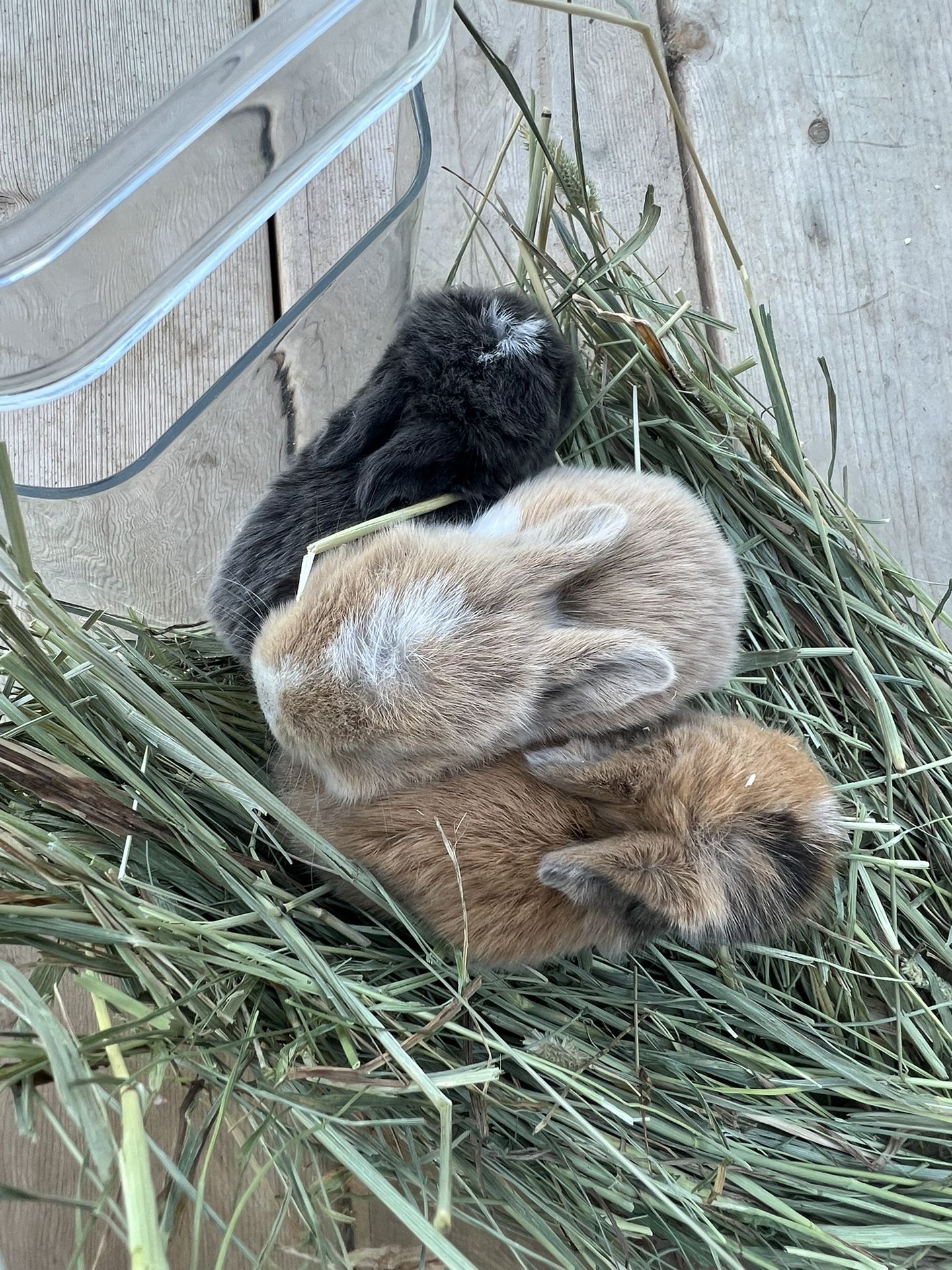 Rabbit Manure for Sale in Lake Elsinore, CA OfferUp