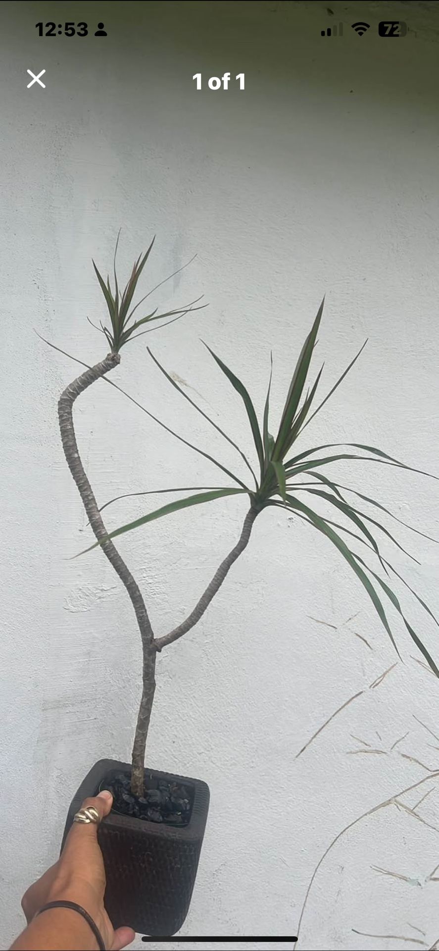 Table Top House Plant Dracena Dragon Tail Marginata 22”