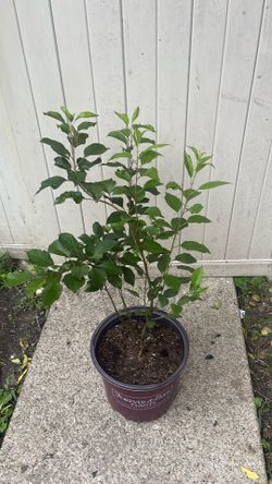 Apple tree