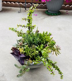 Succulent Mix On Cement Pot