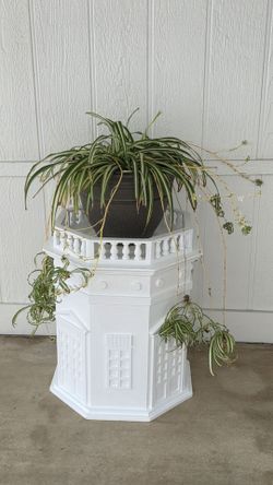 Spider  Plant ( Chlorophytum comosum)