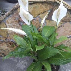 BLOOMING LILY IN 2 GALLON PLASTIC POTS FOR SALE 