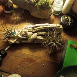 Driftwood Air Plant Home Decor