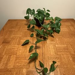 Healthy Pothos Plant