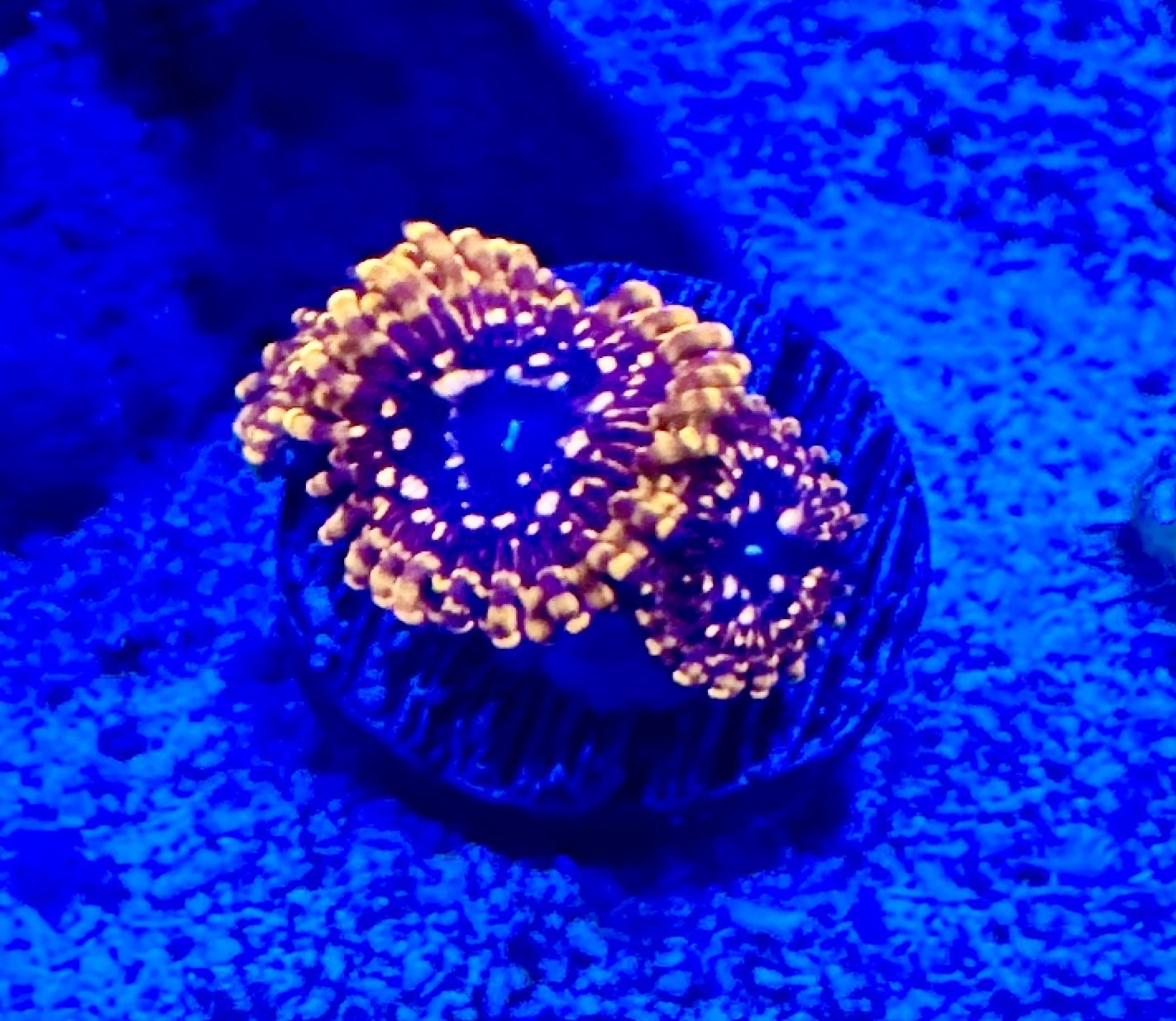 Utter Chaos Zoas