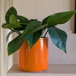 Healthy Beautiful Indoor Plant(Large Pothos)