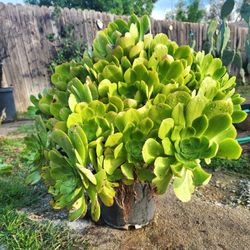 Suculent Plant