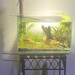 6 Gallon Planted Aquascape Aquarium Fish Tank  As pictured  Ready for fish or shrimp…