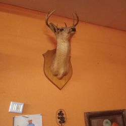 Deer Head