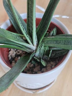 Gasteria variegated