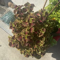 Beautiful Plants 