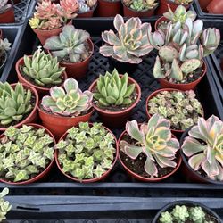 Premium 4 Inch Succulents.  $2 each.  