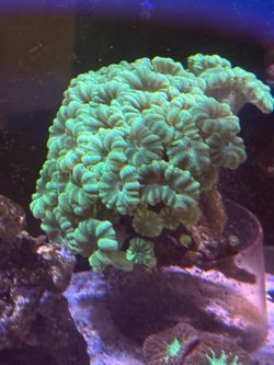 Green Candy Cane Coral