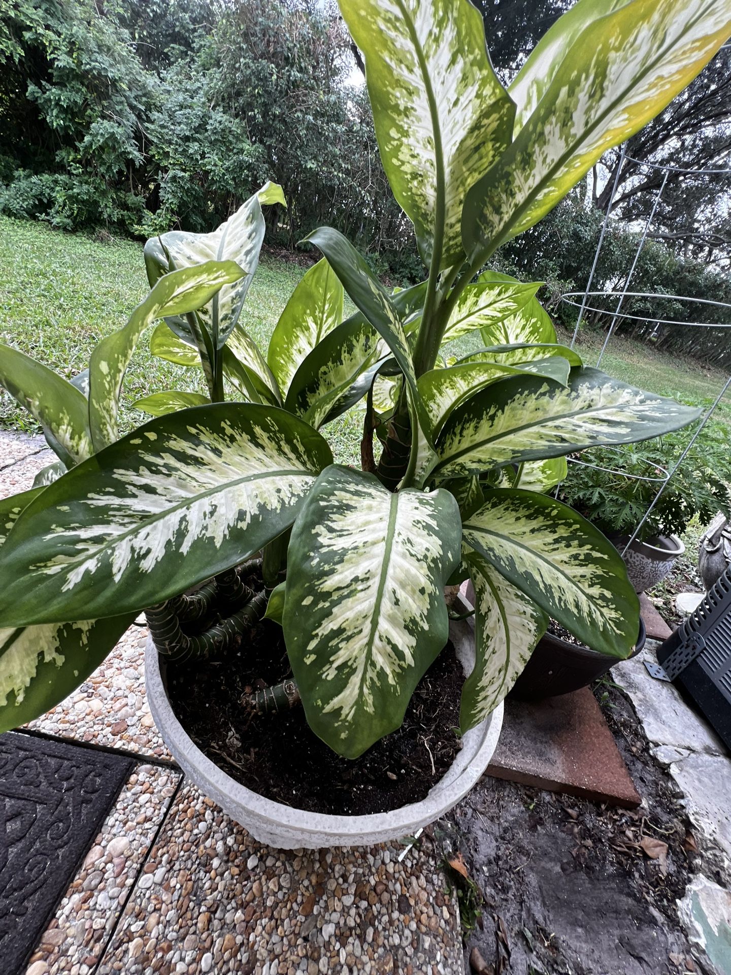 leopard lily Plant
