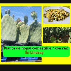 Plantas De Nopal Con Raiz