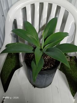 Agave plant