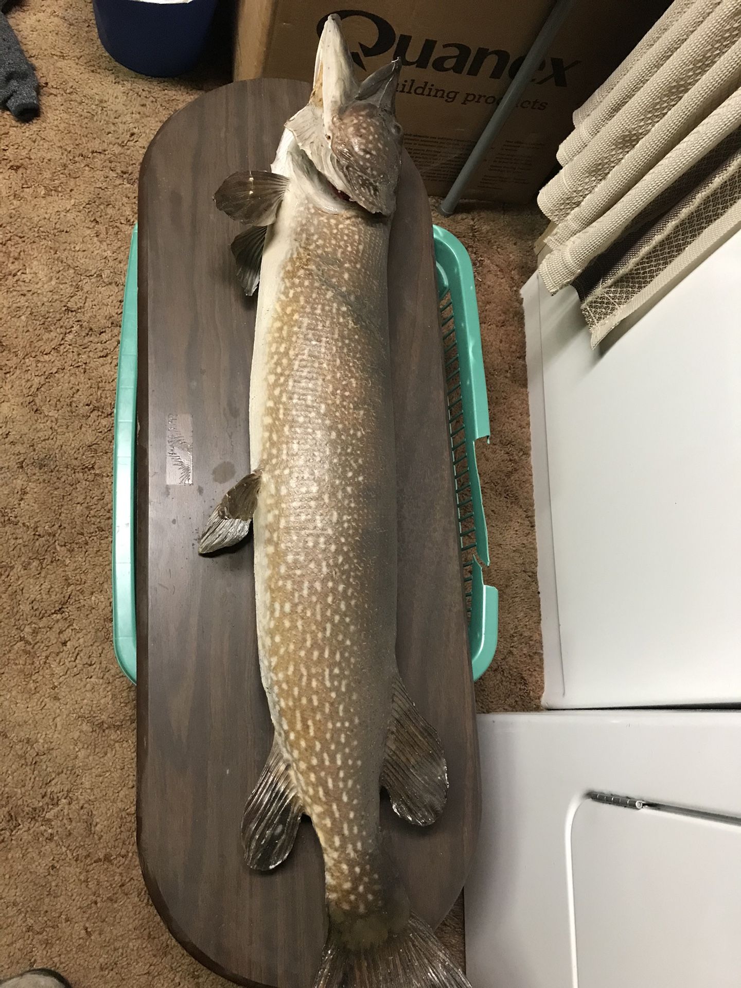 Fish Mount