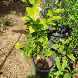 Organic Fruit Plants