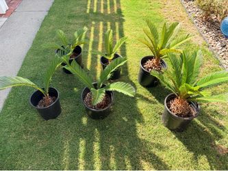 Sago Palms