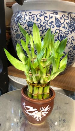 Lucky bamboo with brown bamboo pot