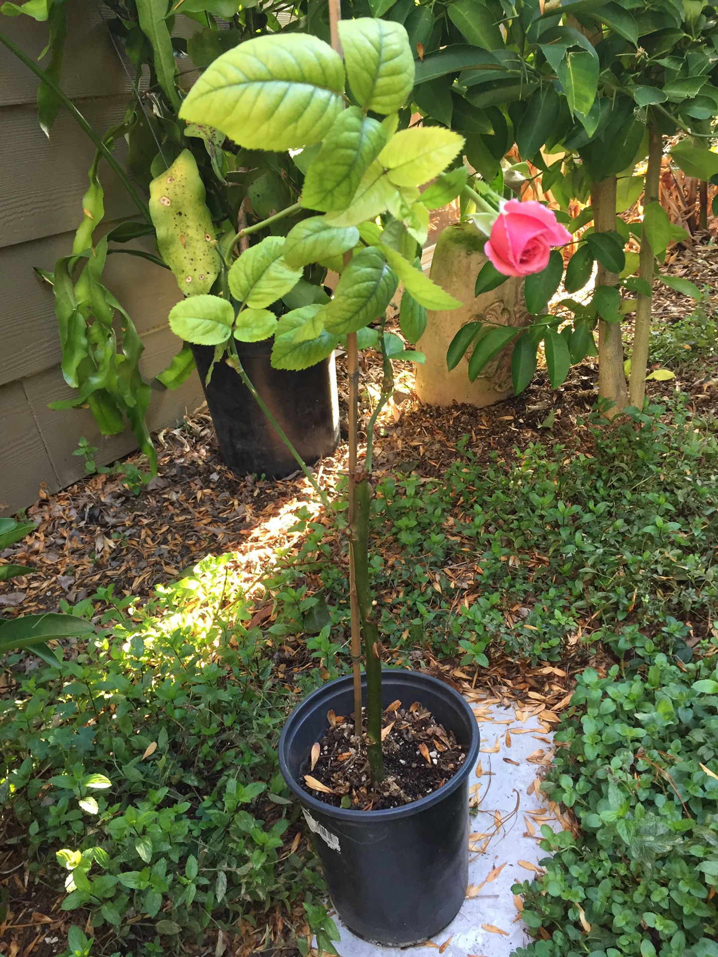 Rose pot plant