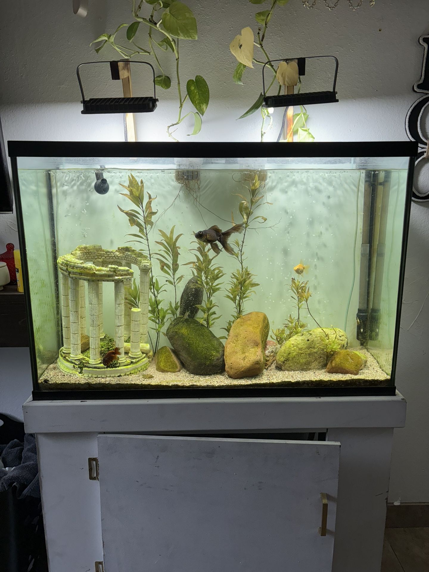 Fish Tank Bundle