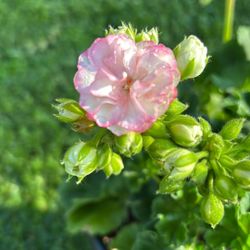 Rosalie Antique Salmon