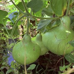 Bottle Gourd Veggie 
