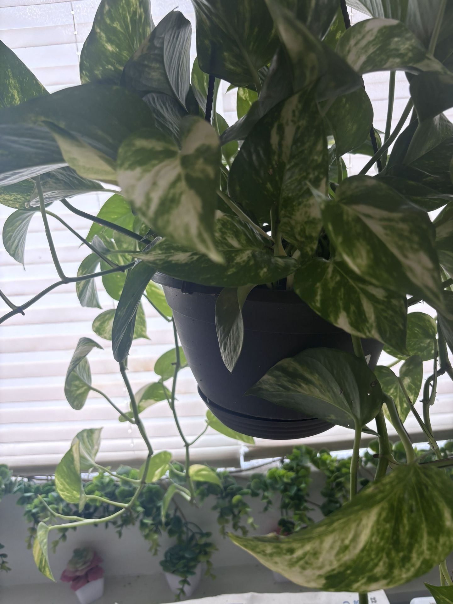 Live Plant 