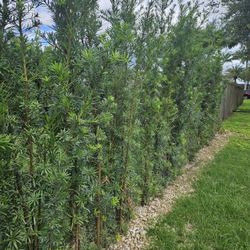 podocarpus  over 7 feet tall Instant Privacy Hedge For Fence Green Full Ready for planting