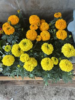 Plants