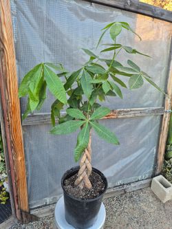 Money Tree Plant 12" Pot