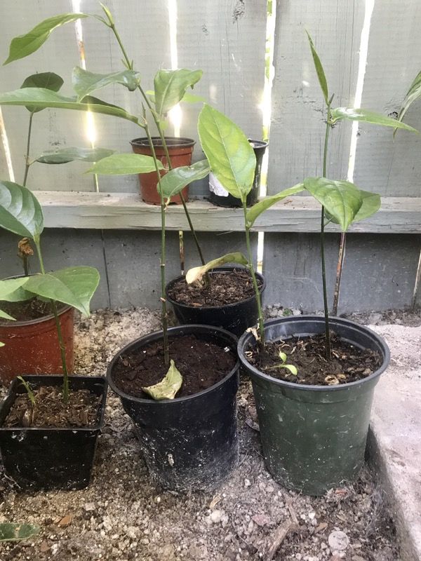 Jackfruit tree (Langka tree)