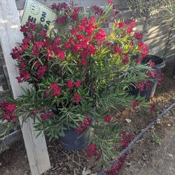 $50 Each 2 Oleanders Bushes That Pictured 