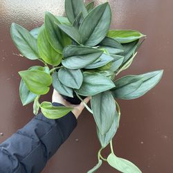 6” Scindapsus Moonlight