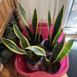 Indoor Plants $15 Each