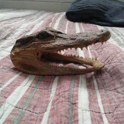 Real Alligator Head