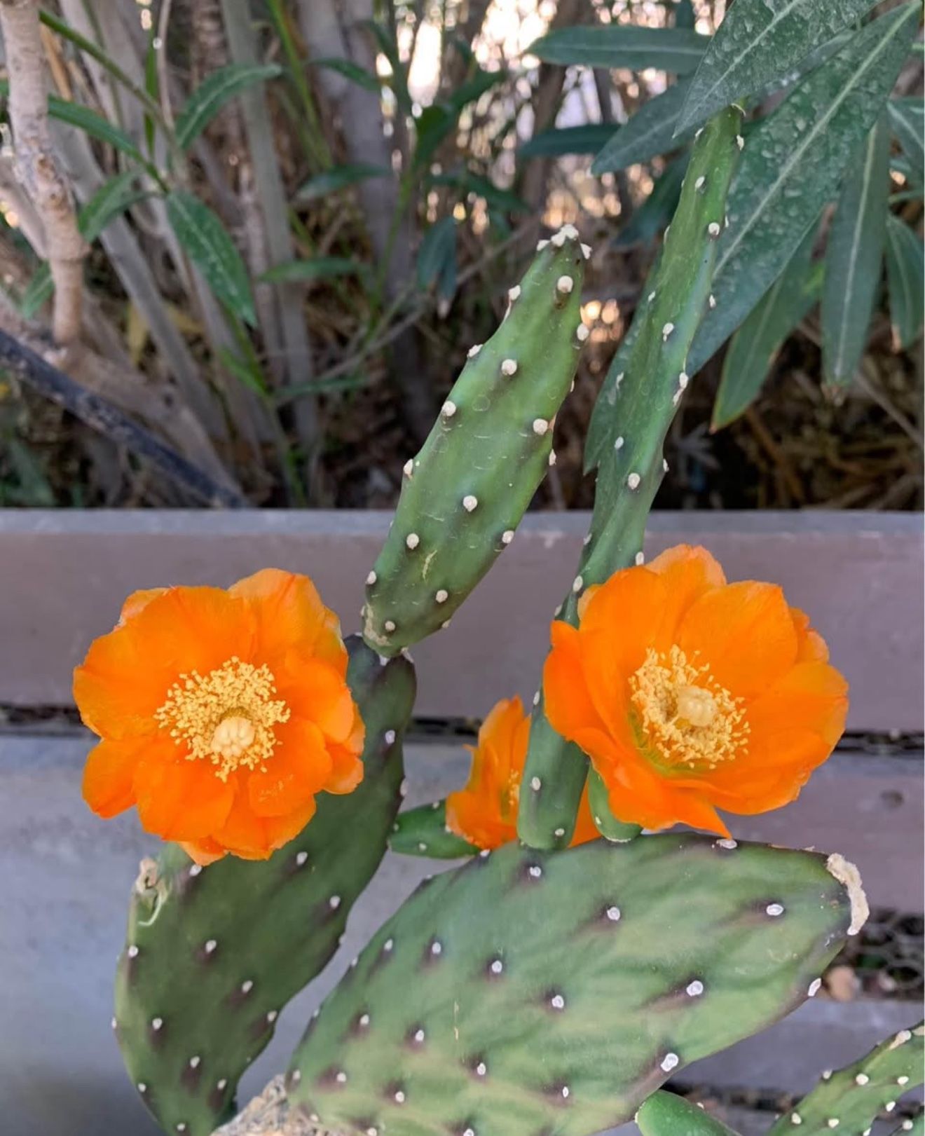 California Sunshine Live Cactus Plant Sunset Orange Flowers - 1 Gallon Pot