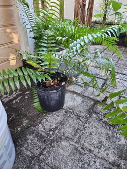 Fern Plants