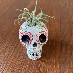 day of the dead airplant holder and plant
