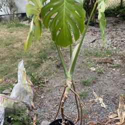 Monstera deliciosa