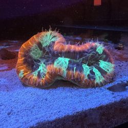 Aussie Cone Trachy Fake Saltwater Reef Fish Tank Decorations