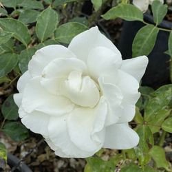 Rosas diferentes colores $13 cada uno cinco galones