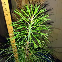 Torrey Pines tree in large pot