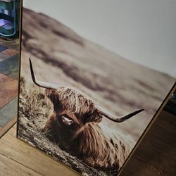 Highland cow canvas 25X37
 NEED GONE TODAY