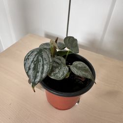 Small Silver Satin Pothos (Scindapsus pictus) in a nursery pot