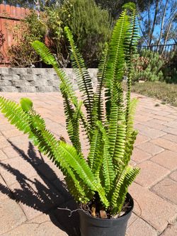 Fern