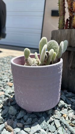 Bunny Ear Cactus (Opuntia) in Decorative Pot